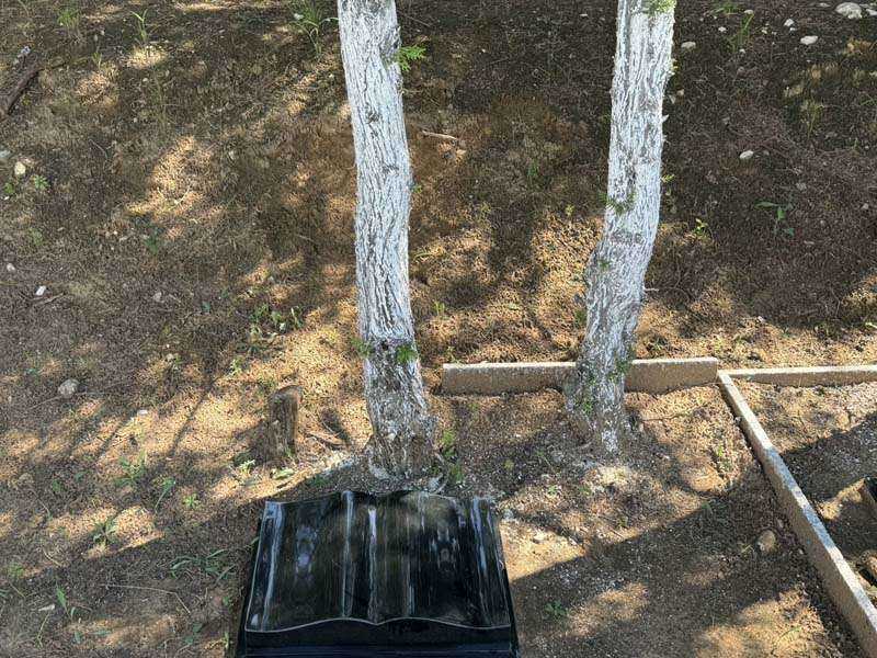 树葬
